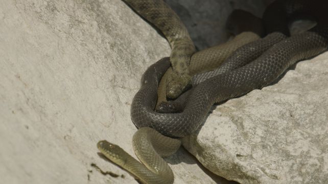 A kockás sikló három színváltozata