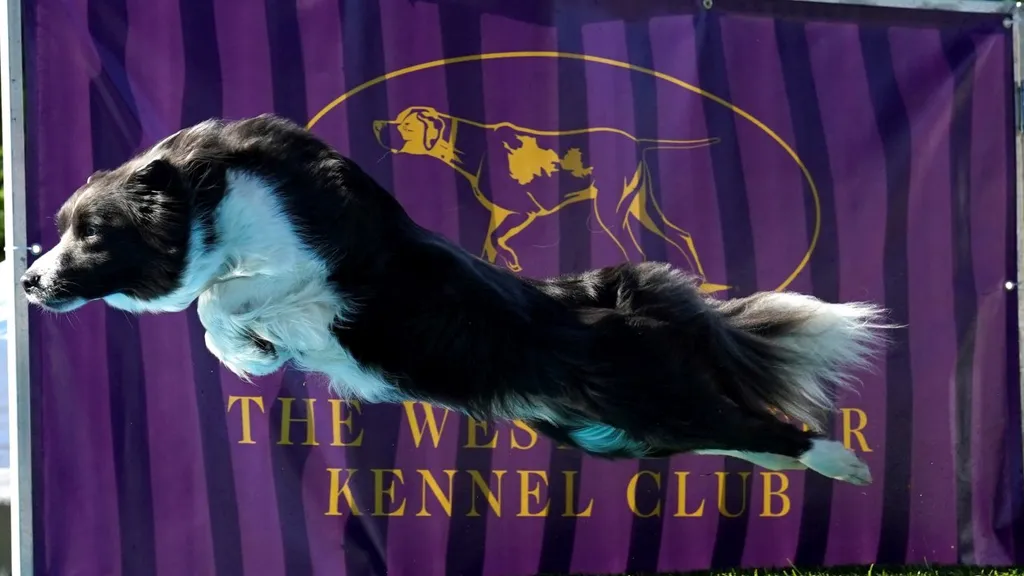 2024 Westminster, Kennel Club kutyashow, verseny, Anglia, London, 2024. 05. 11.