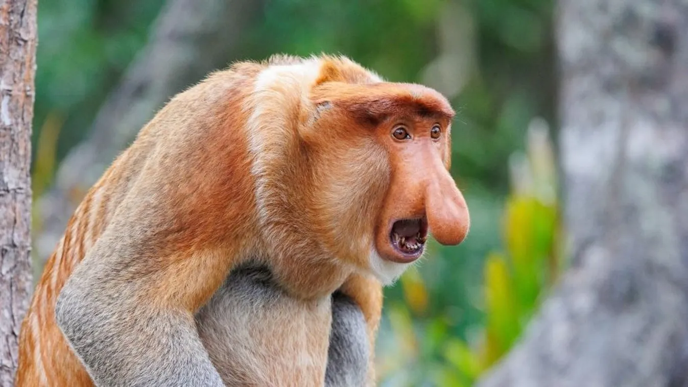 Borneói nagyorrú majom or long-nosed monkey (Nasalis larvatus), adult male, aggressive attitude towards another male, Reserve of Labuk Bay, Sabah, Malaysia, North Borneo, Southeast Asia