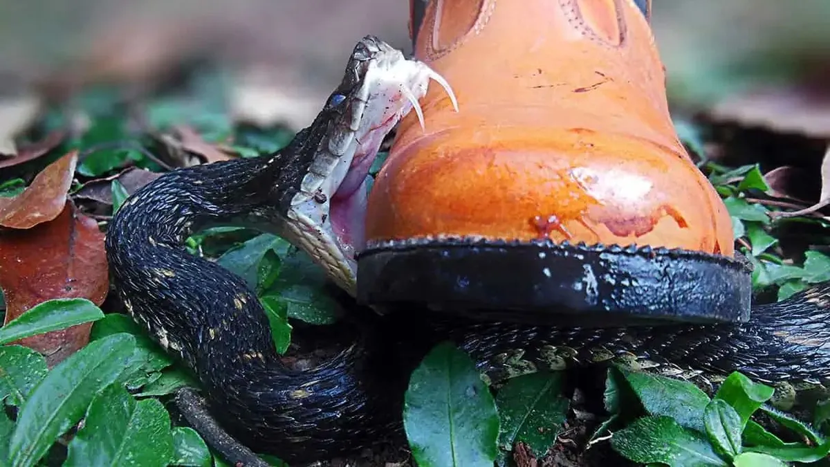 Negyvenezer halálos kígyó mart meg egy férfit