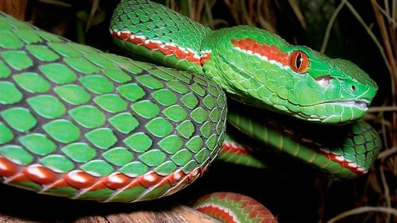 Zöld csörgőkígyó (Trimeresurus gumprechti)
