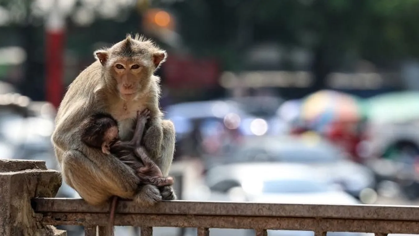 Daily life in Thailand's 'Monkey City'