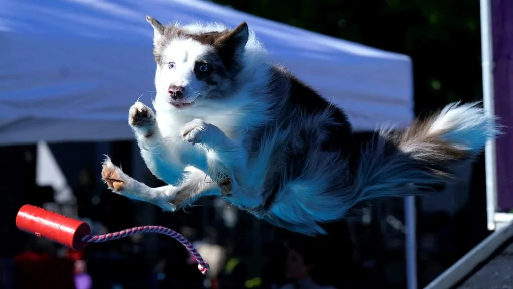 2024 Westminster, Kennel Club kutyashow, verseny, Anglia, London, 2024. 05. 11.