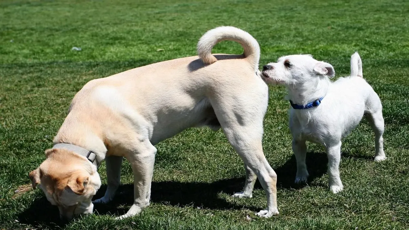 A kutyák mindenféle információhoz juthatnak, ha megszagolják a másik hátsóját