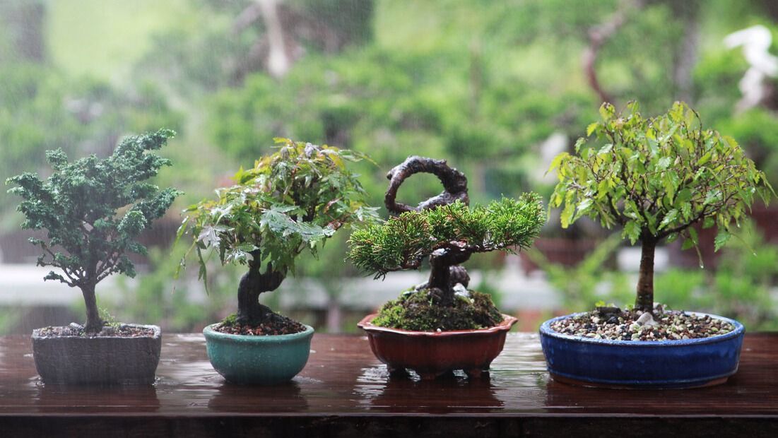 bonszai, bonsai lakás hűtése növény