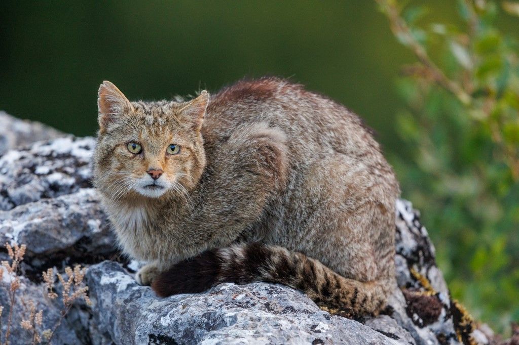 Wild Cat (Felis silvestris), On rock, Boca del Huergano, Province of Leon, Castilla y Leon, Spain