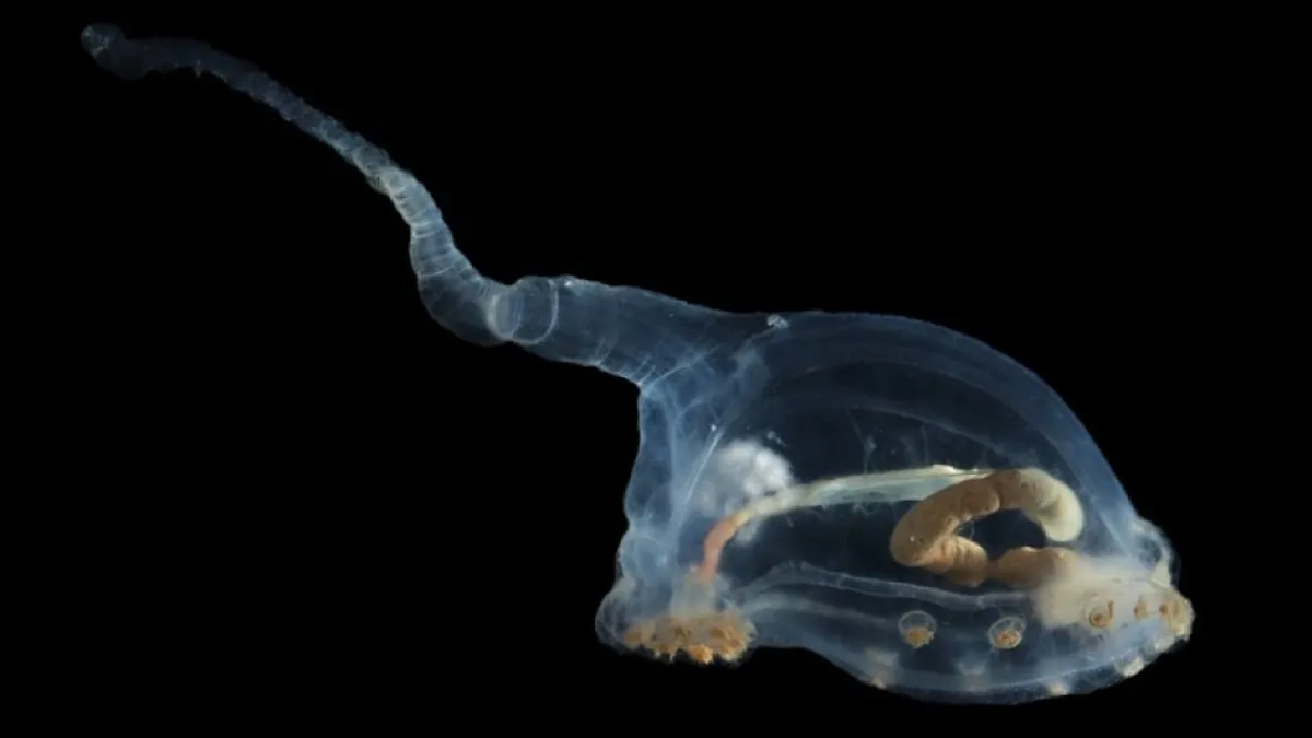 Una extraña criatura ha sido vista en las profundidades del océano