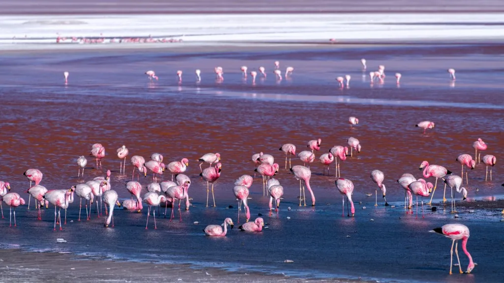 laguna, colorada, Vörös-tó, Vörös, tó, Bolívia, 