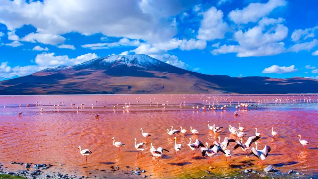 laguna, colorada, Vörös-tó, Vörös, tó, Bolívia, 