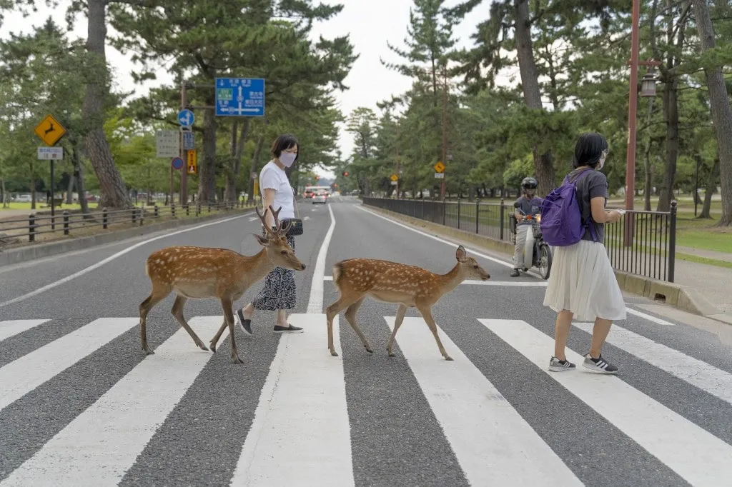 A Nara Park szikaszarvasai