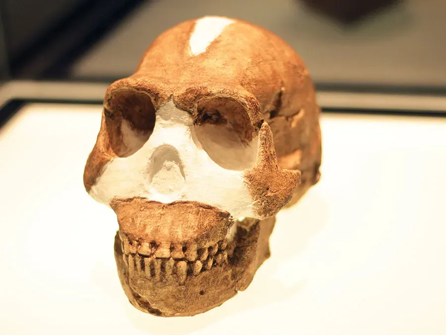 Egy Homo naledi koponya: a világ legrégebbi ismert temetkezési helyét hozta létre