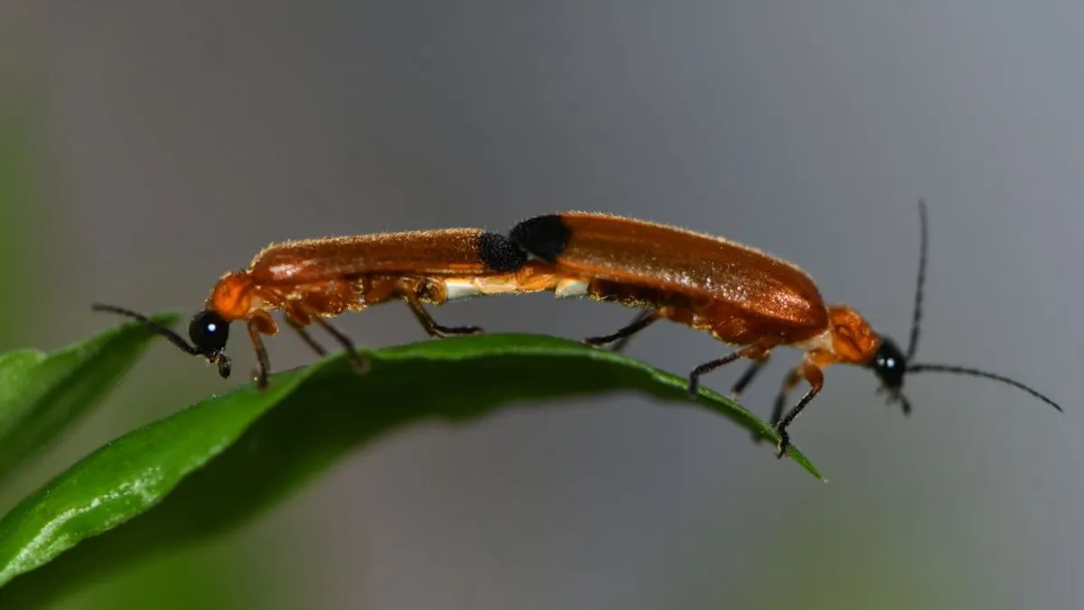 Kutatók megfejtették a szentjánosbogarak fényének evolúcióját