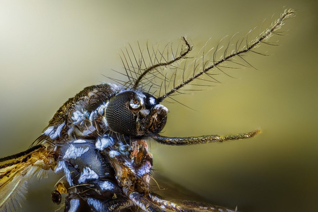 Nőstény ázsiai tigrisszúnyog (Aedes albopictus) feje