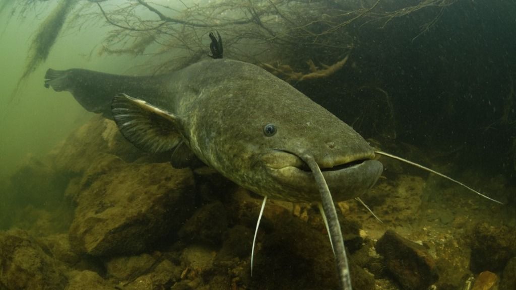 Wels catfish (Silurus glanis) at the bottom of the river Cher at rest - city of noyers sur cher - france