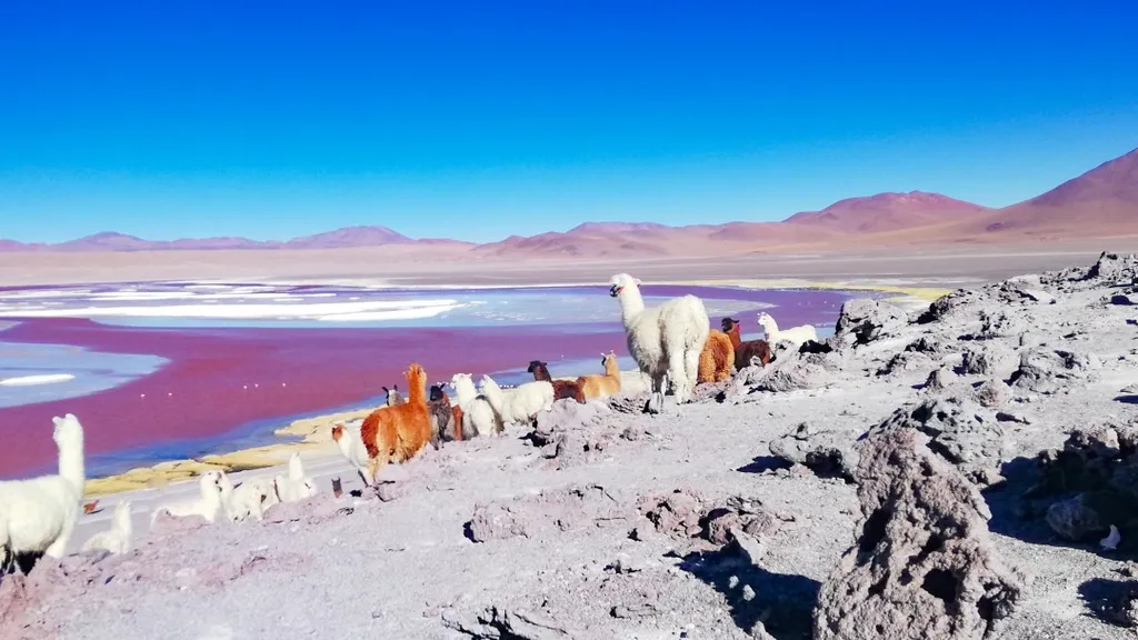 laguna, colorada, Vörös-tó, Vörös, tó, Bolívia, 