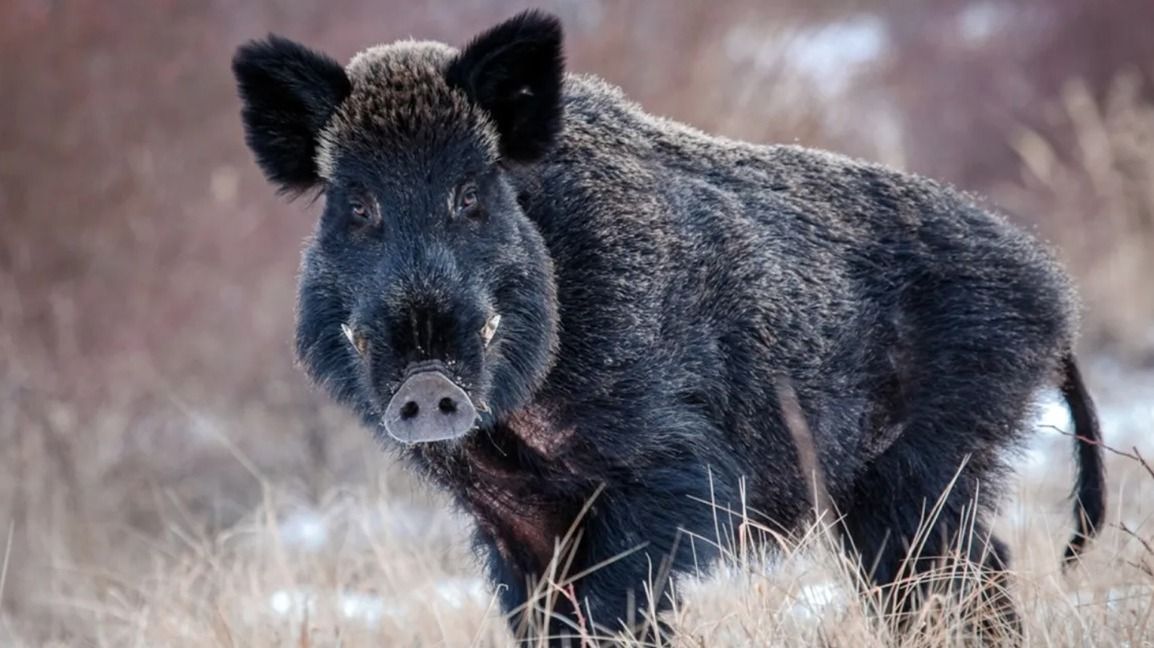 A kanadai szuperdisznók inváziójára figyelmeztetnek (illusztráció), canadian siuper pigs