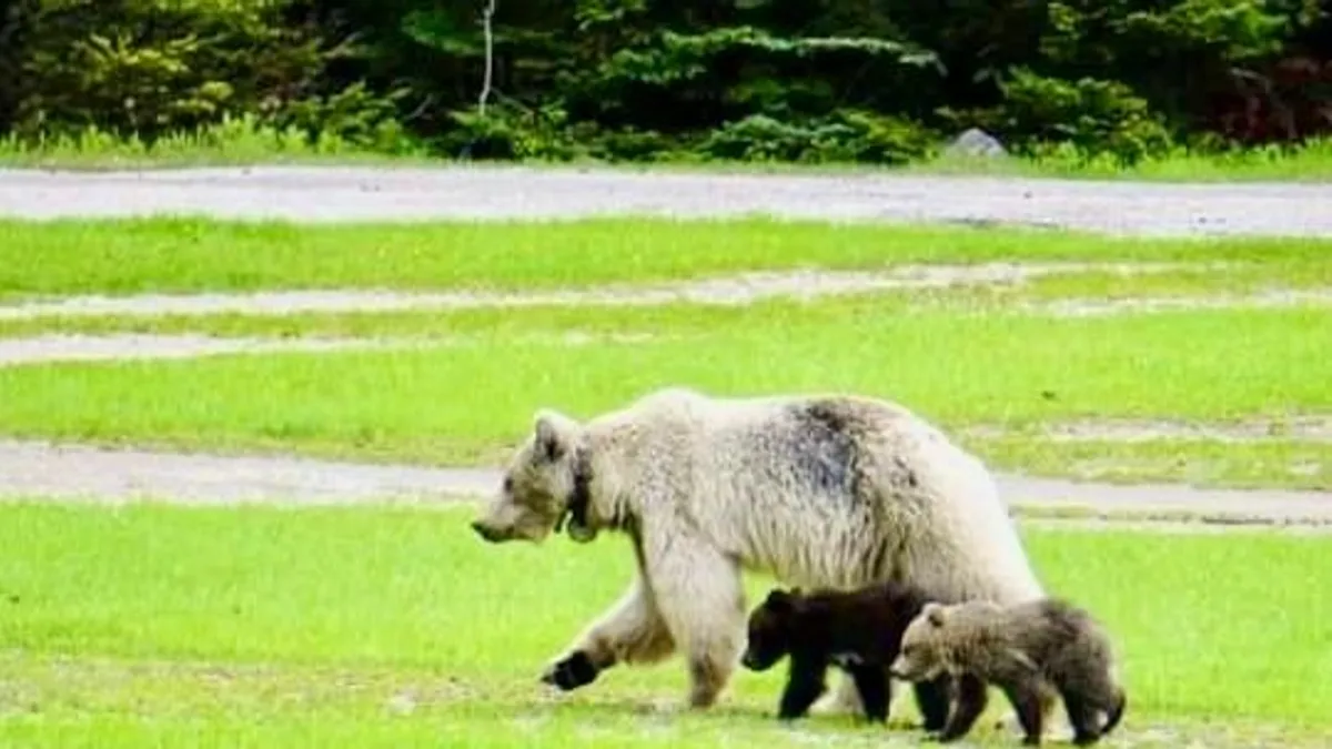Ritka, fehér grizzlyt és annak két bocsát gázolták el Kanadában