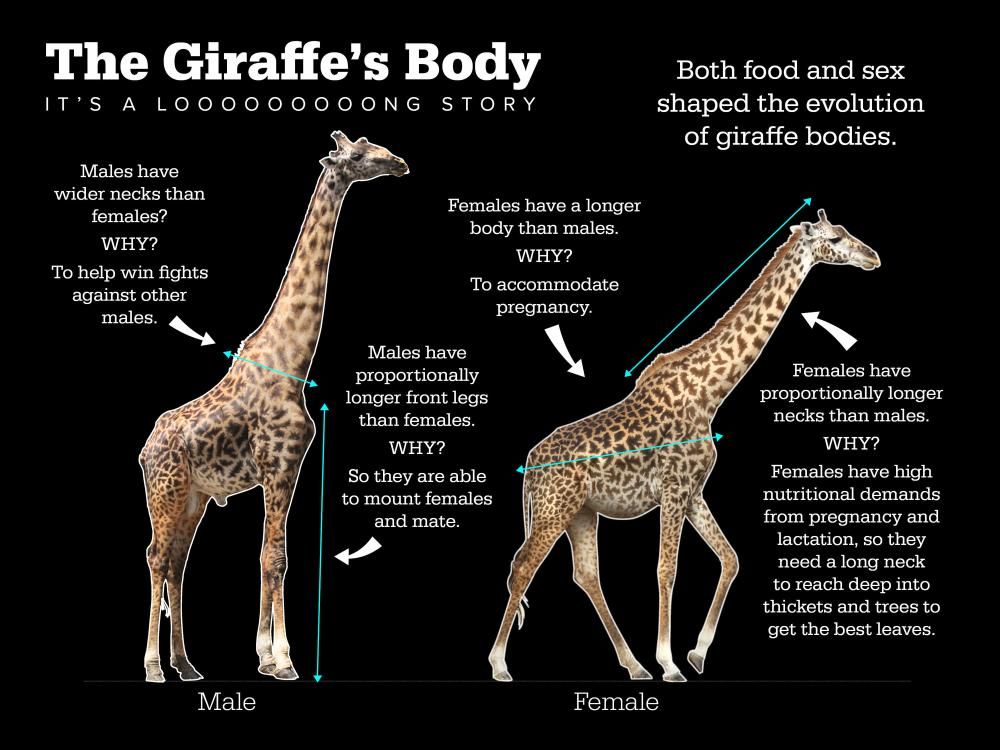 A hím és nőstény zsiráfok közötti arányos különbségek
