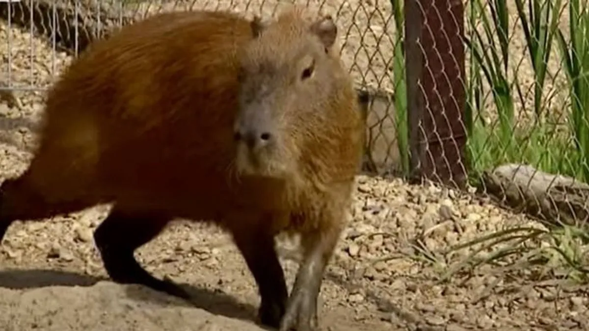 Kapibarák és kenguruk várják a látogatókat a tiszaderzsi állatkertben - videó