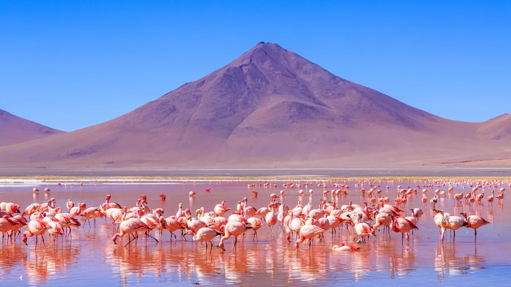 laguna, colorada, Vörös-tó, Vörös, tó, Bolívia, 