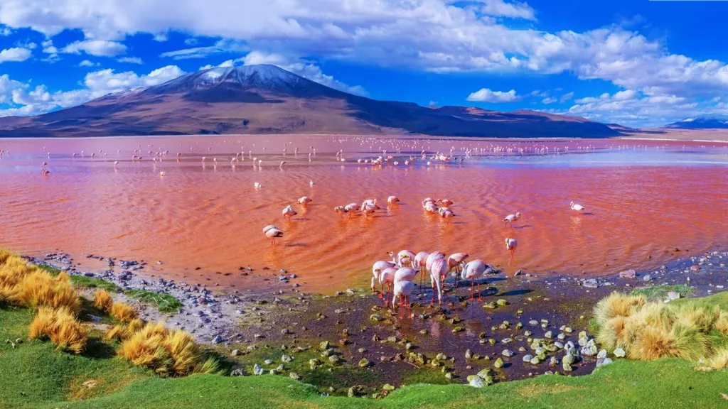 laguna, colorada, Vörös-tó, Vörös, tó, Bolívia, 