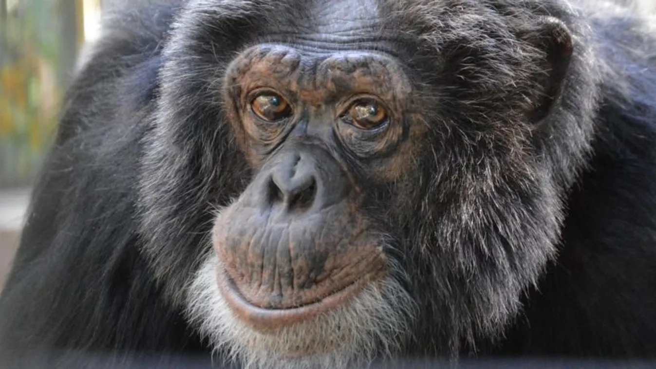 Chimpancés y orangutanes del jet set viven un apacible retiro en Florida