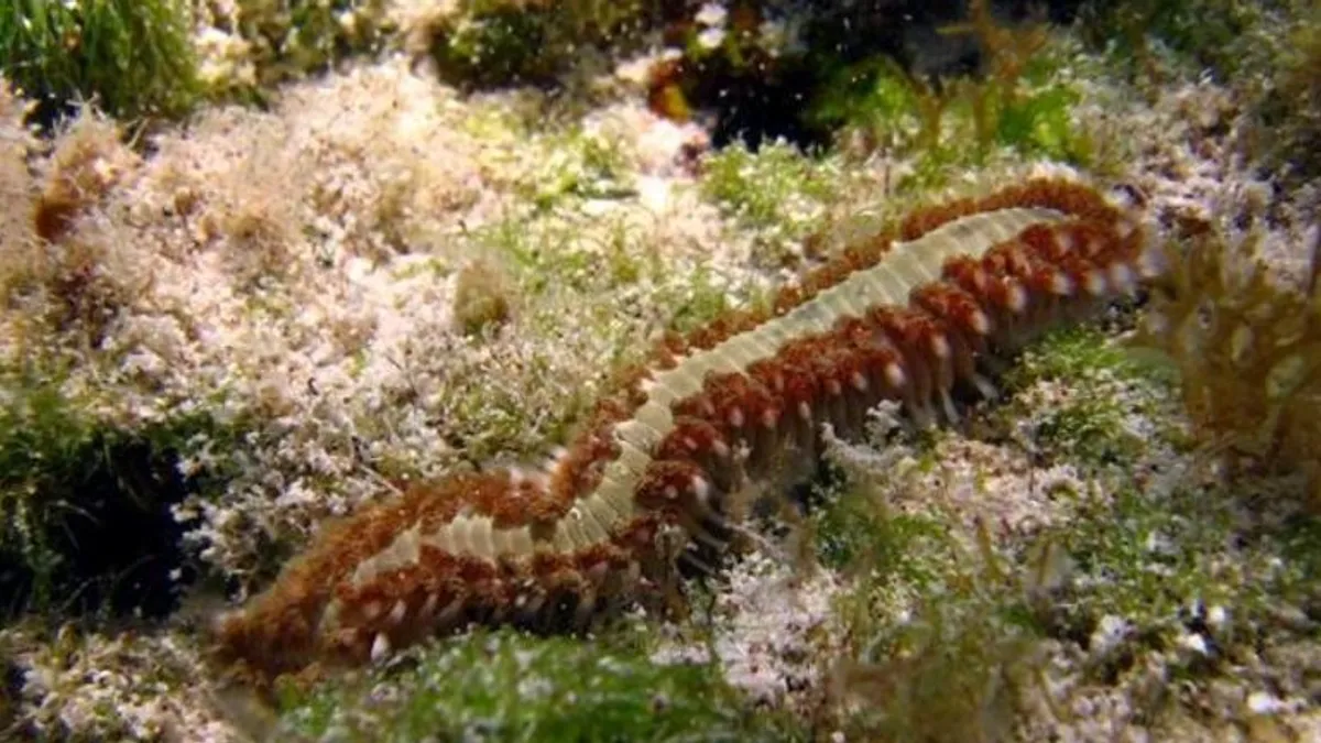 Dangerous worms spread on beaches