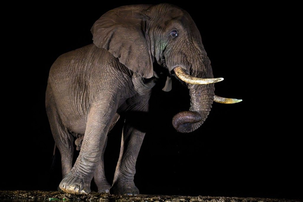 African Elephant, South Africa, Africa