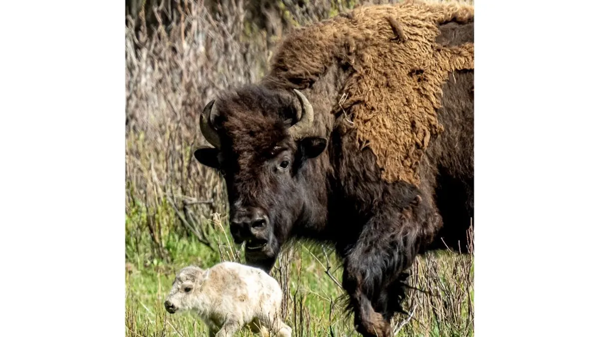 Fehér bölény borjút fotóztak a Yellowstone Nemzeti Parkban
