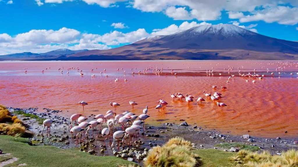 laguna, colorada, Vörös-tó, Vörös, tó, Bolívia, 