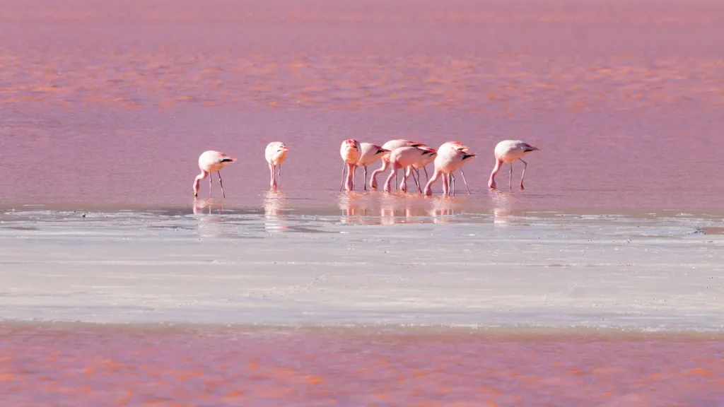 laguna, colorada, Vörös-tó, Vörös, tó, Bolívia, 