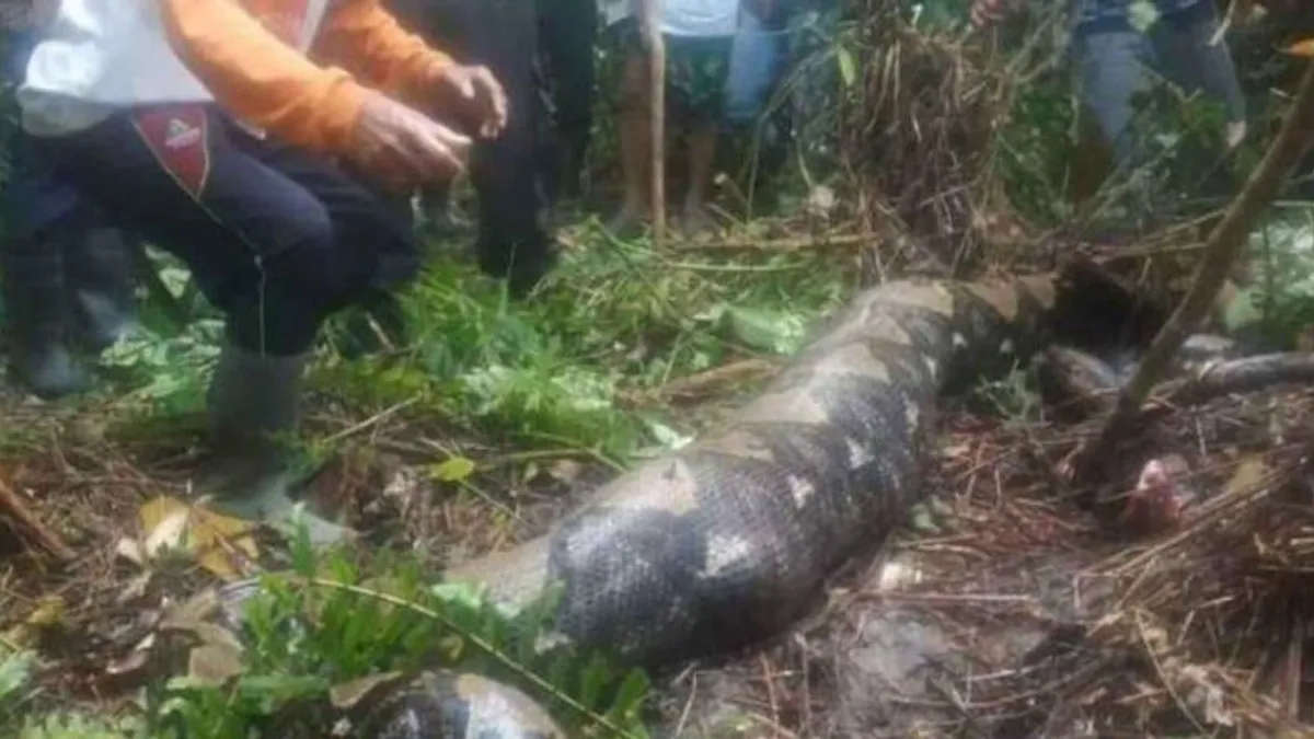 Hatalmas piton végzett egy nővel Indonéziában