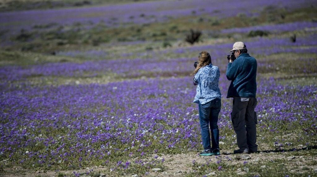 chile, atacama, virágzás