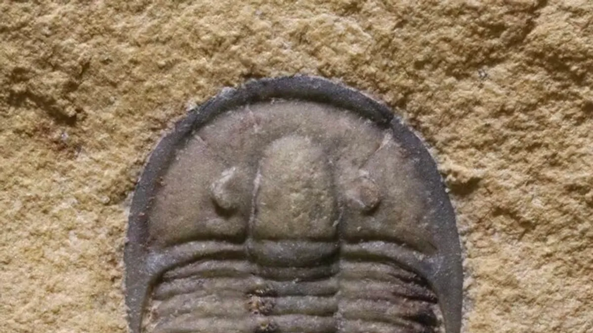 Tökéletesen megmaradt trilobita fosszíliát találtak hamuba ágyazva