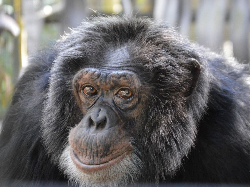 Chimpancés y orangutanes del jet set viven un apacible retiro en Florida