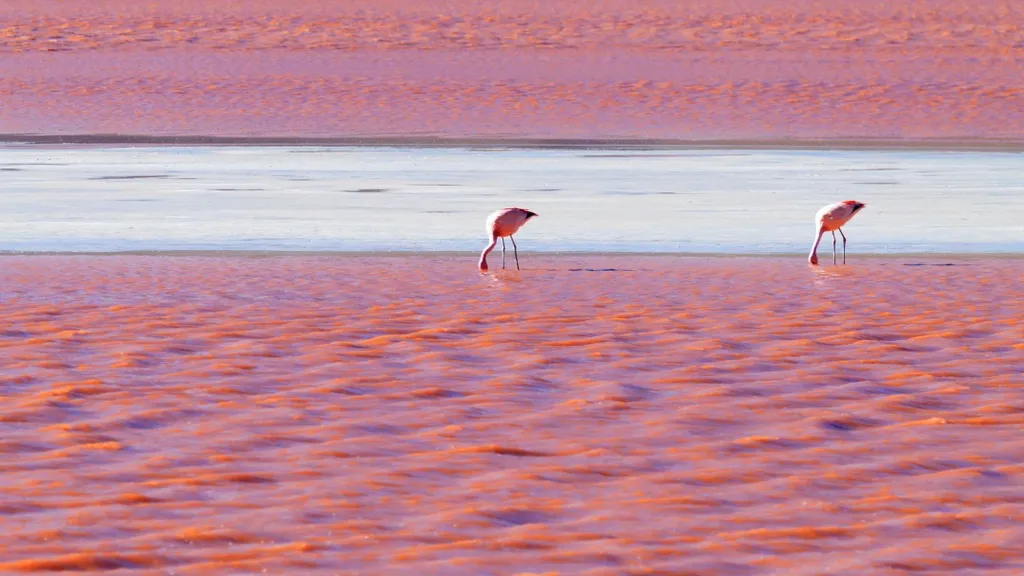 laguna, colorada, Vörös-tó, Vörös, tó, Bolívia, 