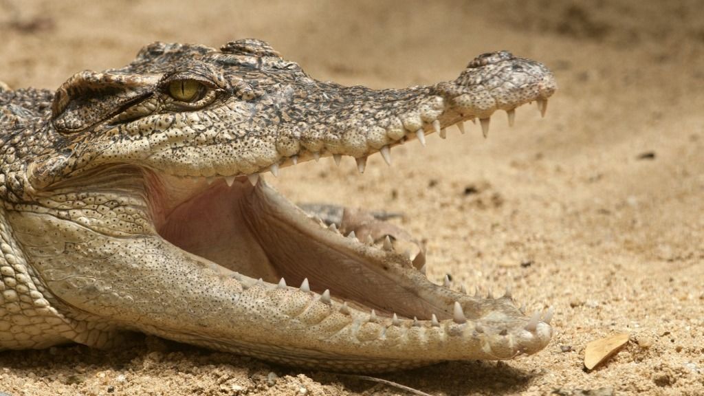 Sziámi krokodil (Crocodylus siamensis) - open mouth - Thailand