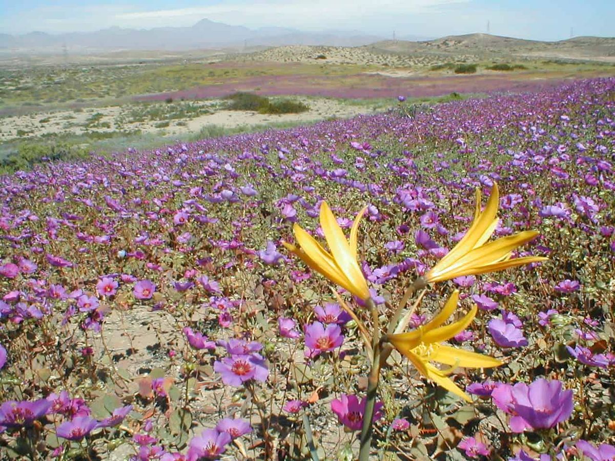 Virágba borult a Föld legszárazabb helye, az Atacama-sivatag