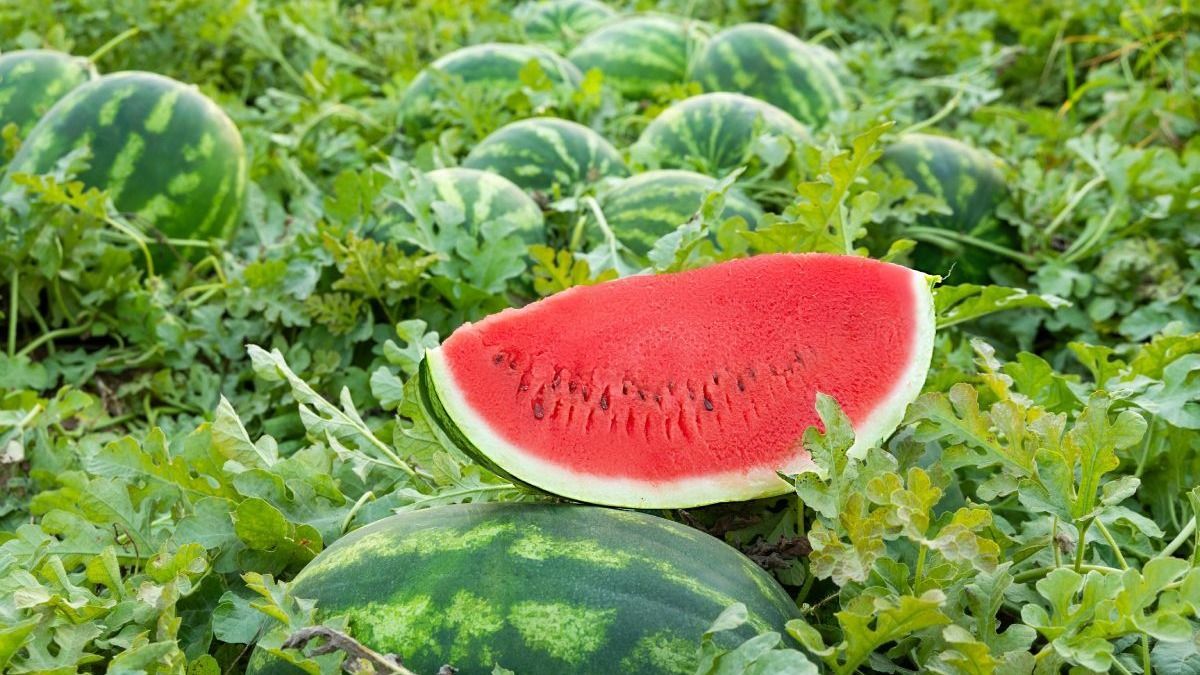Watermelon,Field,Ready,For,Harvest,With,Close-up,Of,Ripe,,Red