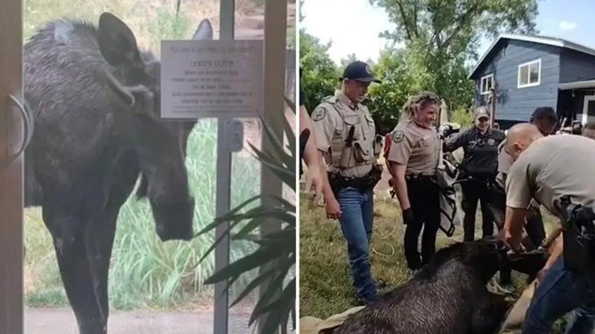 Hatalmas jávorszarvas tévedt egy coloradói udvarba - videó