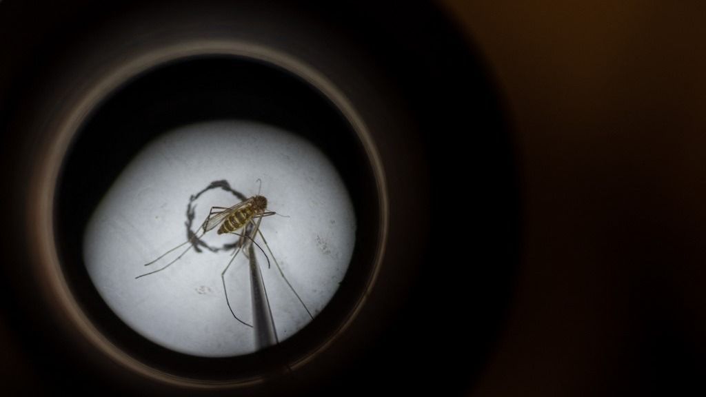 Elsősorban a dalos szúnyogok hordozzák a szúnyogirtó szereknek ellenálló géneket.