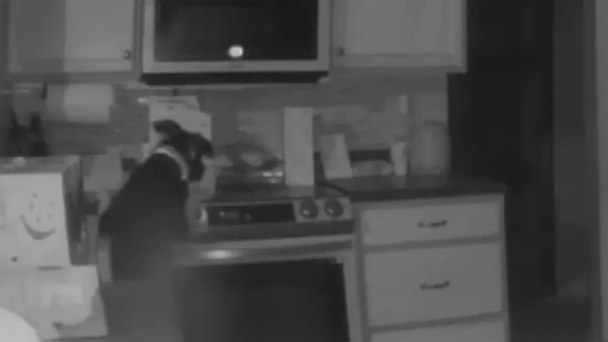 Tanulságos videó, így gyújtotta fel a házat egy kutya