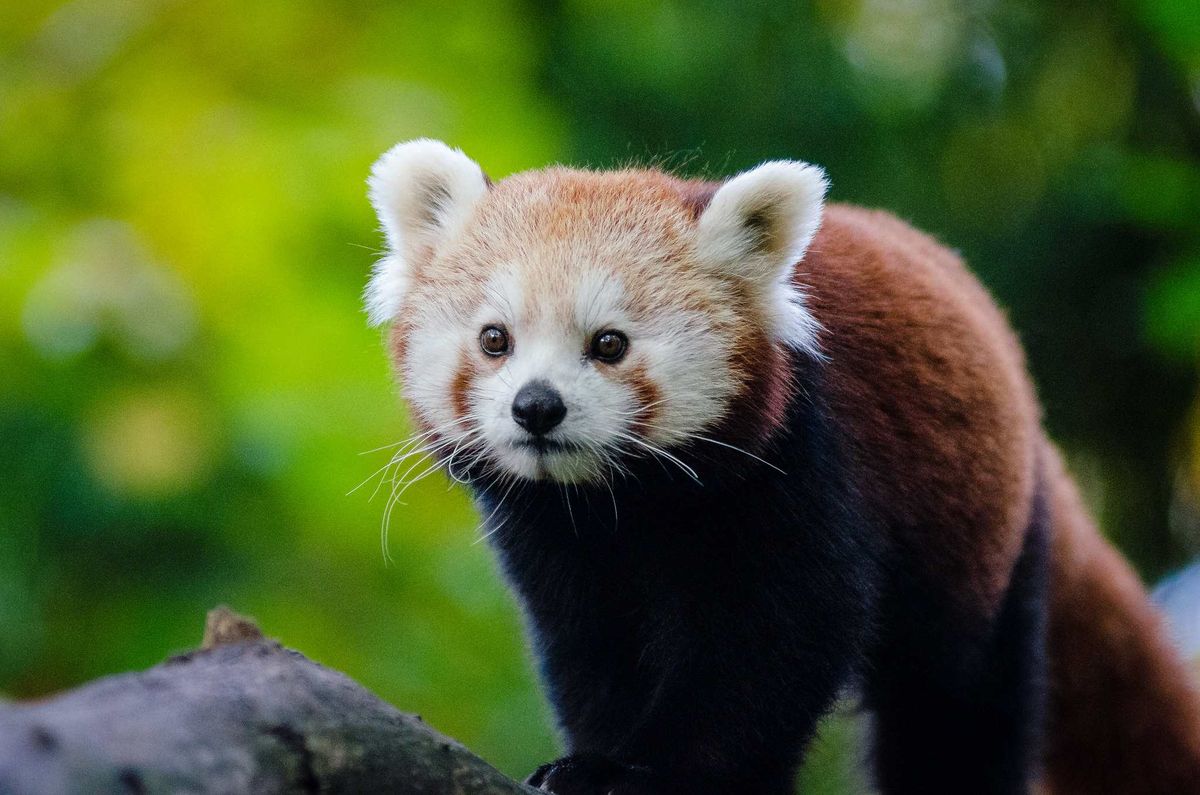 vörös panda: a  tömeges kihalás felé haladunk