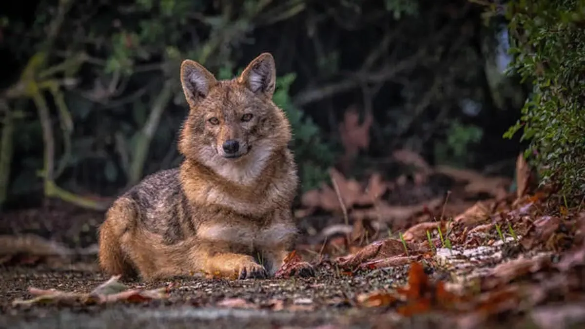 A siker biológiájának nyomában: újra terjeszkedik egy kihaltnak vélt állat