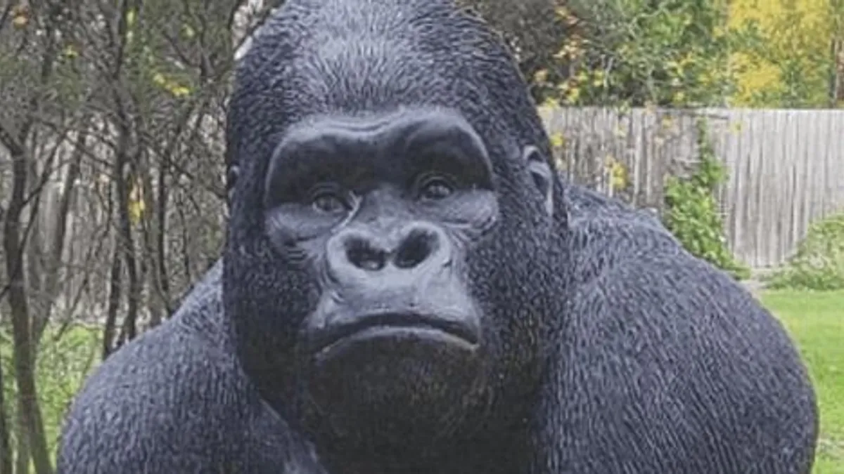 Ellopott egy gorillát egy férfi, rendőrségi helikopterrel keresték meg