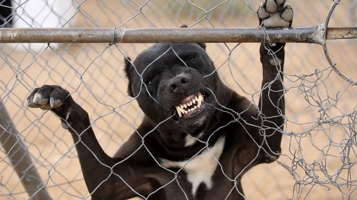 Pitbull ölt meg egy férfit Újvidéken