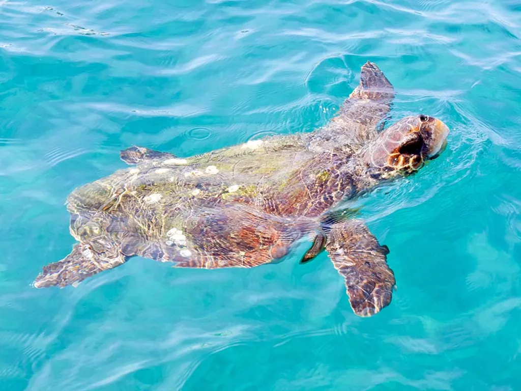 Marathonisi-sziget, Görögország, álcserepesteknős, caretta-caretta teknős, caretta-caretta, teknős,  Zakynthos, tengeri teknős