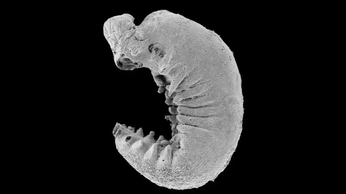 Nagyon jó állapotban fennmaradt, 500 millió éves lárva fosszíliát találtak
