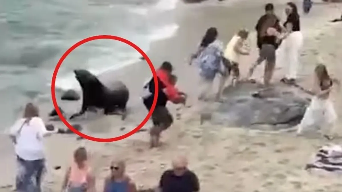 Oroszlánfókák ijesztettek strandolókra Kaliforniában - videó
