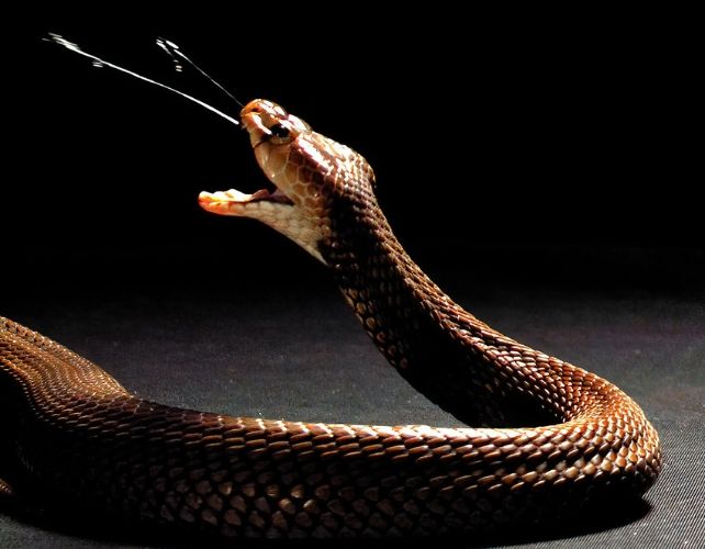 Núbiai köpködő kobra (Naja nubiae)